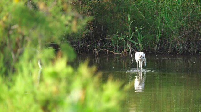 White Spoonbills Feeding Peacefully in a Quiet Wetland