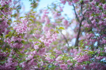 Fototapeta premium Pink cherry blossoms with vintage lens bokeh. Soft focus spring flowers. Dreamy artistic nature background. Creative floral blur effect.