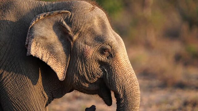 Close-up portrait of an asian elephant moving its trunk in the wild, wildlife nature scene, detailed animal skin texture and intelligent eye