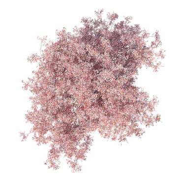 Low poly stylized sakura tree top view isolated transparent background realistic sketch PNG with alpha channel
