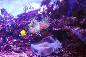 coral reef in aquarium © Mt. Cape