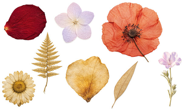 押し花」の写真素材 | 32,308件の無料イラスト画像 | Adobe Stock