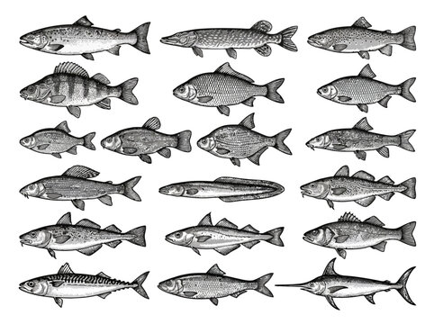 Collection of various hand drawn fish species in vintage engraving style.