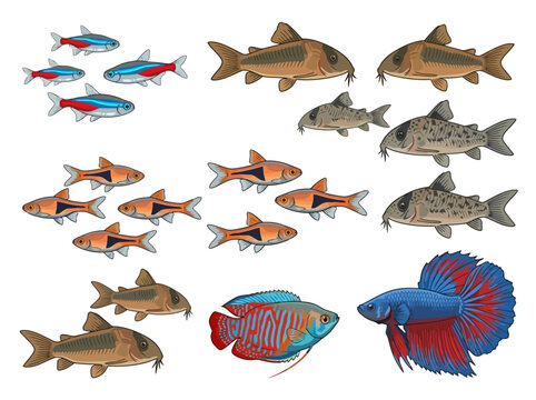 A collection of various colorful freshwater aquarium fish species illustrated on a white background.