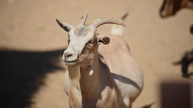 Brown domestic goat looking at camera close up in farmyard organic farming and agritourism concept sustainable agriculture goat cheese milk production industry