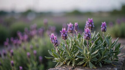 Obraz premium Close-up of purple french lavender flowers blooming in a garden