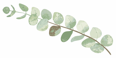 Watercolor eucalyptus branch illustration with muted green leaves on a white background © Smritykona