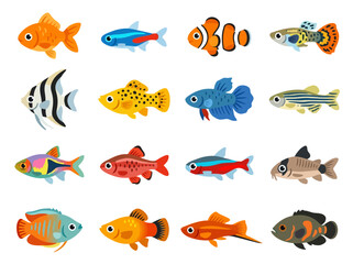 Fototapeta premium A collection of various colorful aquarium fish illustrations.