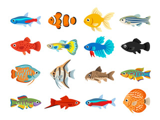 Fototapeta premium A collection of various colorful tropical aquarium fish illustrations on a white background.