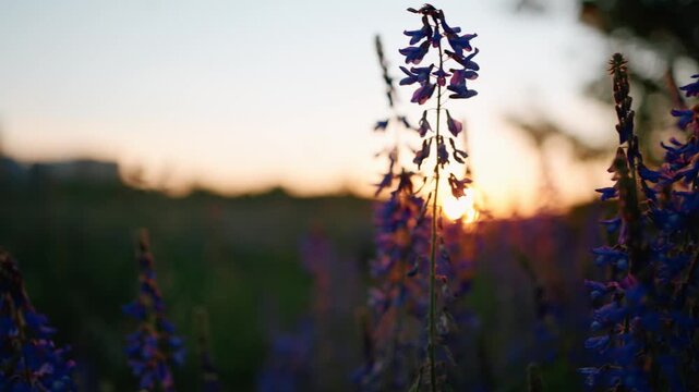 Beautiful purple wildflower field blooming at sunset with the warm sunlight shining through the stems and petals, creating a soft focus and flare effect in a summer meadow