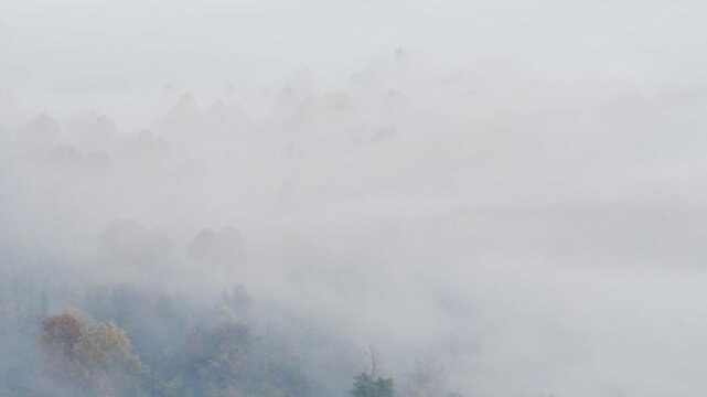 Mistas and fogs wrapped the forest at morning
