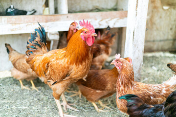 Chickens roaming in rustic coop. © Rawpixel.com