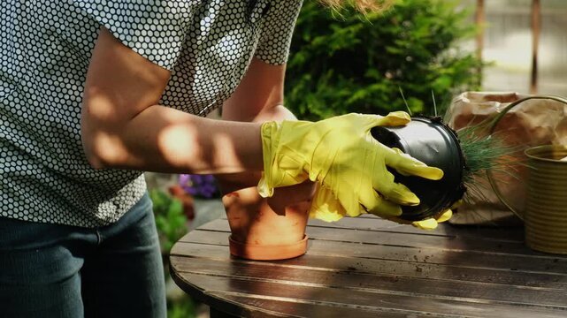 Gardening, summer season. Female gardener transplants plant into ceramic flower pot in backyard garden.