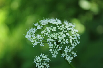 Fototapeta premium Small white flowers grow in a green field under sunlight during spring