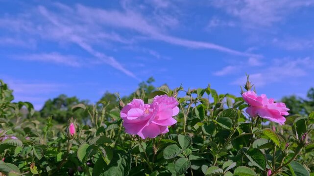 Close-up view of pink roses with soft petal texture and green background, creating a romantic, natural rose garden atmosphere and an elegant botanical detail for stock use. A clean visual scene.