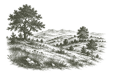 Fototapeta premium Vintage engraved rolling hills vector illustration featuring a scenic countryside landscape with winding paths in detailed hand drawn etching style