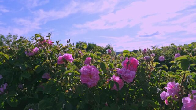 Close-up view of pink roses with soft petal texture and green background, creating a romantic, natural rose garden atmosphere and an elegant botanical detail for stock use. A clean visual scene.