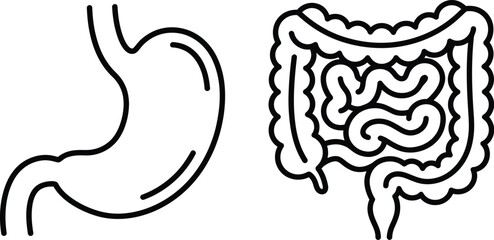Fototapeta premium Human digestive system illustration stomach and intestines line art