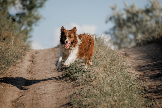 Brown and white borger collie dog runs joyfully along a dirt path surrounded by tall grass and shrubs. The scene captures the essence of outdoor play and freedom.