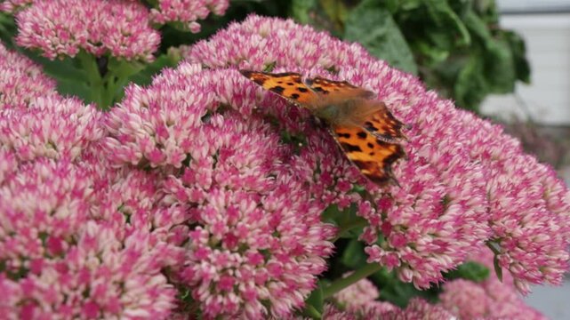 Butterfly rests on vibrant pink flowers. Soft petals form a dense, colorful cluster. Orchid butterfly hovers above blossoms. Nature's quiet beauty captured in stillness. Perfect for garden, nature
