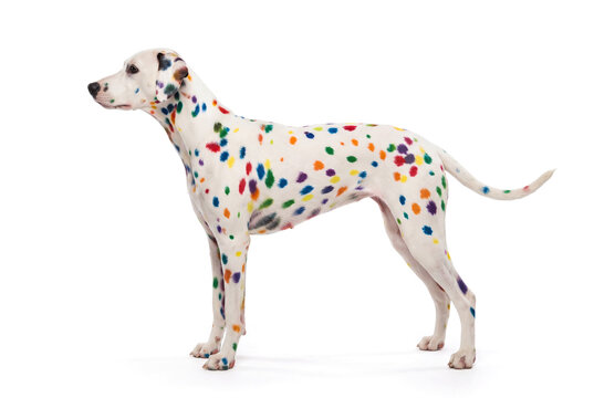 Purebred almatian dog with multicolored spots, white background. AI generated.