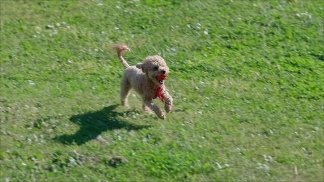 A beautiful small brown poodle runs happy with a toy in the mouth through a clearing with grass, in slow motion