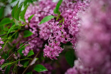 Fototapeta premium Nice close up photo of lilac flowers under the rain at Hryshko National Botanical Garden, Kiev, Ukraine 