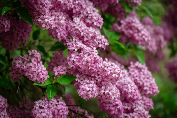 Obraz premium Nice close up photo of lilac flowers under the rain at Hryshko National Botanical Garden, Kiev, Ukraine 