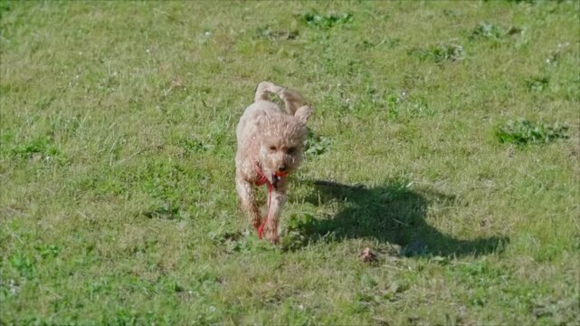 A beautiful small brown poodle runs happy with a toy in the mouth through a clearing with grass, in slow motion