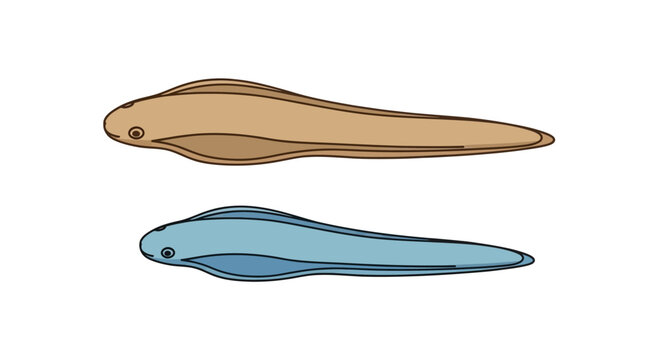 Flatworm Planaria Illustration