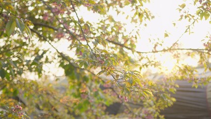 Fototapeta premium Cherry blossom branch with delicate pink flowers blooms in the bright morning sunlight, creating a beautiful nature background with a soft focus and warm light.