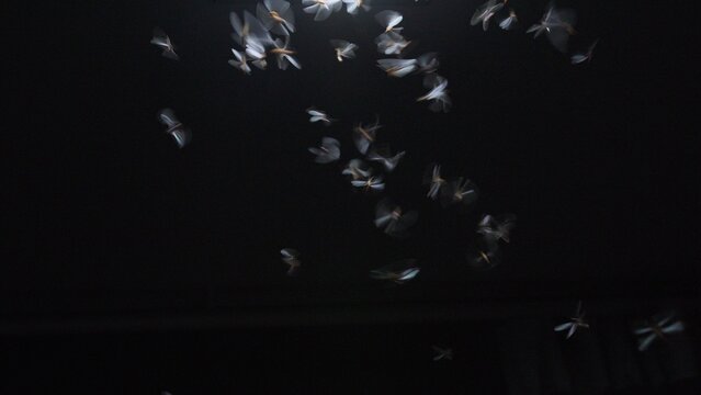 A swarm of flying termites flutters chaotically during a mesmerizing nuptial flight against the pitch black background of night, creating abstract light patterns.