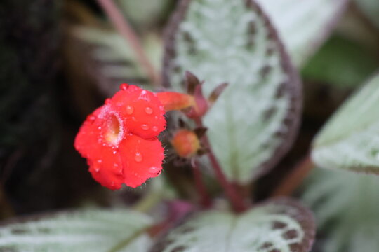 Red flowers of the flame violet