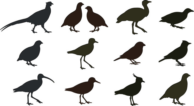 Gamebird and shorebird silhouette vector set featuring pheasant quail partridge lapwing ibis sandpiper wildlife nature elements,