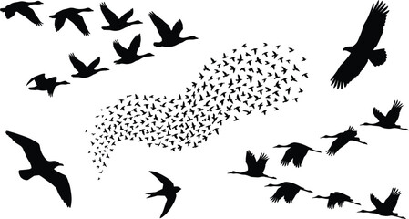 Mega flying bird silhouette vector set featuring migrating flock goose eagle crane seagull sky wildlife nature elements, © MdBarat
