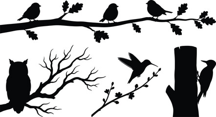 Fototapeta premium Bird silhouette vector set featuring owl hummingbird woodpecker sparrow perched on tree branches forest wildlife nature elements,