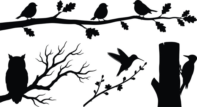 Bird silhouette vector set featuring owl hummingbird woodpecker sparrow perched on tree branches forest wildlife nature elements,