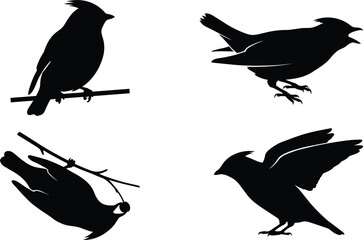 Fototapeta premium Crested bird silhouette vector set featuring cedar waxwing cardinal perched flying singing hanging upside down nature elements,