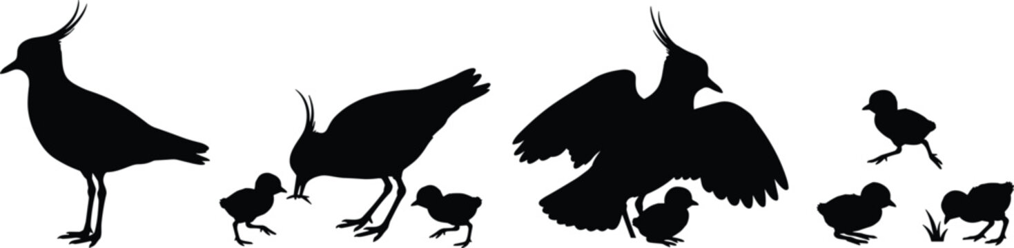 Lapwing family silhouette vector set featuring crested plover parent feeding baby chicks shorebird wildlife nature animal elements,