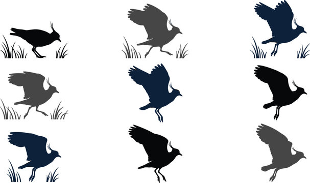 Lapwing bird silhouette vector set featuring crested plover flying running and wading in grass wetlands wildlife elements,