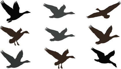 Flying duck silhouette vector set featuring mallard wild goose landing hunting waterfowl wildlife nature animal elements, © MdBarat