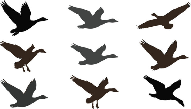 Flying duck silhouette vector set featuring mallard wild goose landing hunting waterfowl wildlife nature animal elements,