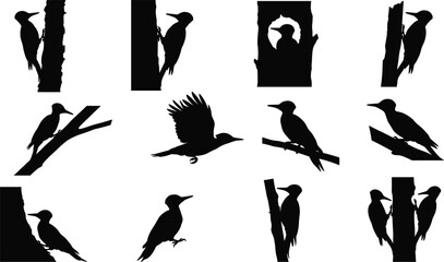 Woodpecker bird silhouette vector set featuring pecking nesting flying and perched on tree trunk wildlife nature elements, © MdBarat