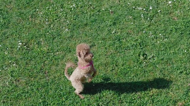 A beautiful small brown poodle runs happy with a toy in the mouth through a clearing with grass, in slow motion
