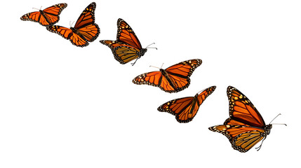 Monarch Butterflies Flying in Diagonal Formation © Aino