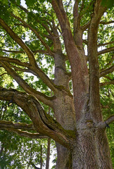 Fototapeta premium View up to the tree top of a oak tree.