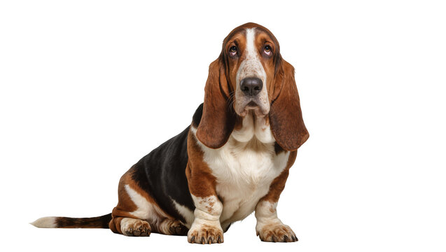 Basset Hound dog sitting with long ears and sad eyes