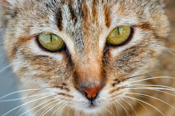 Extreme close-up photography of a domestic tabby cat focusing on its mesmerizing yellow eyes and pink nose. High-resolution details capture the beautiful texture of the feline fur. © Buğra Kaan Ersoy