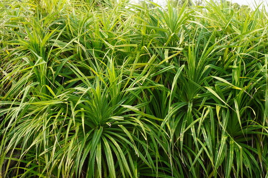 Dense Cluster of Fragrant Green Pandan Leaves in Close-Up