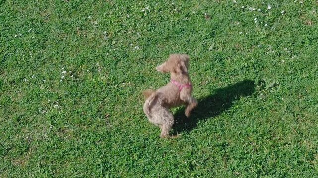 A beautiful small brown poodle runs happy with a toy in the mouth through a clearing with grass, in slow motion